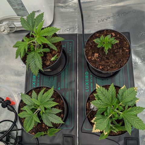 Dance World (RQS) growlog timeline photo