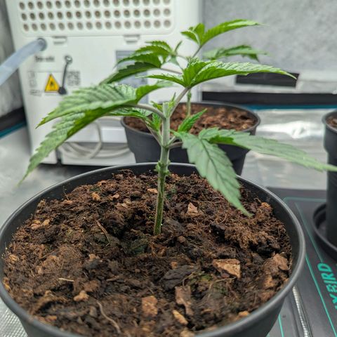 Dance World (RQS) growlog timeline photo