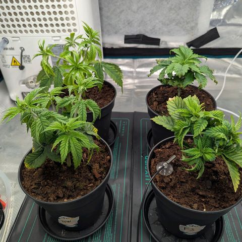 Dance World (RQS) growlog timeline photo