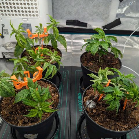 Dance World (RQS) growlog timeline photo