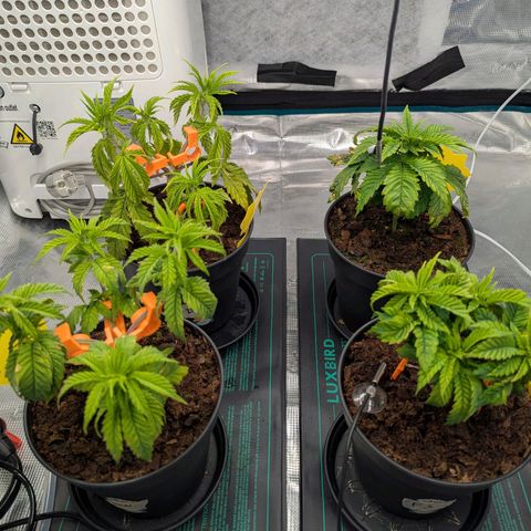 Dance World (RQS) growlog timeline photo