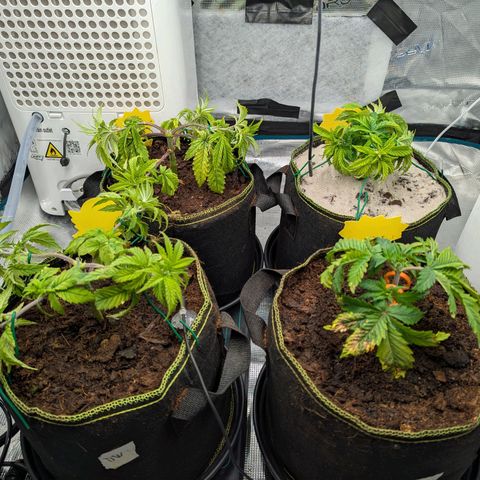 Dance World (RQS) growlog timeline photo