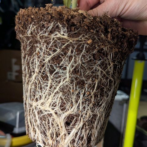 Dance World (RQS) growlog timeline photo
