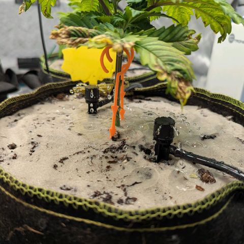 Dance World (RQS) growlog timeline photo