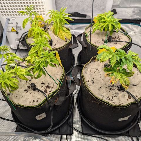 Dance World (RQS) growlog timeline photo