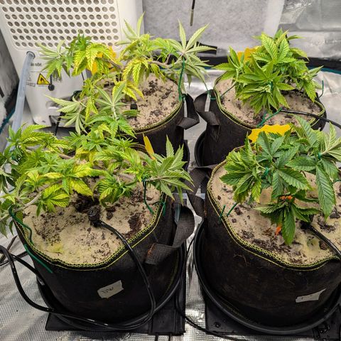Dance World (RQS) growlog timeline photo