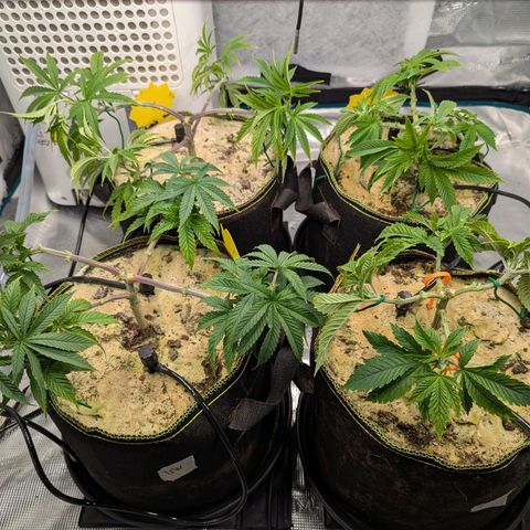 Dance World (RQS) growlog timeline photo