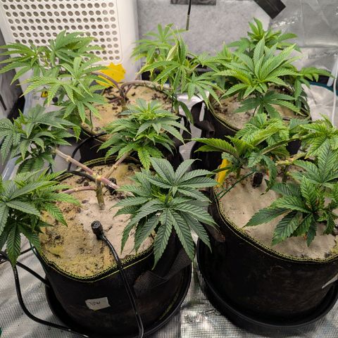 Dance World (RQS) growlog timeline photo