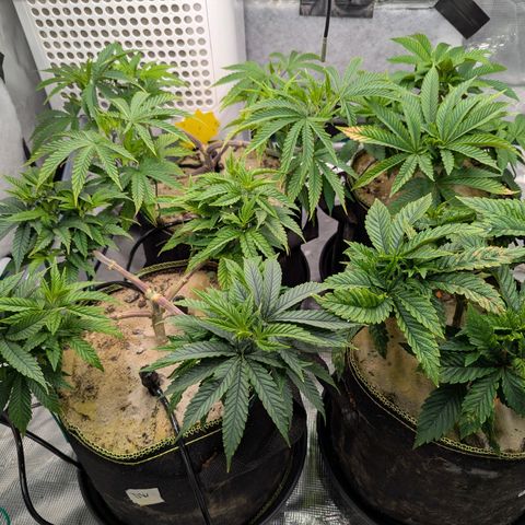 Dance World (RQS) growlog timeline photo