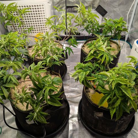 Dance World (RQS) growlog timeline photo