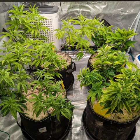 Dance World (RQS) growlog timeline photo