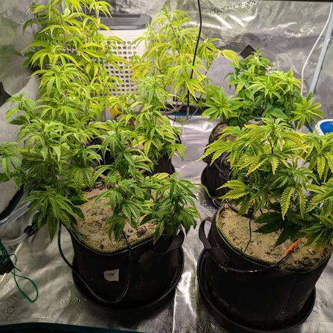 Dance World (RQS) growlog timeline photo
