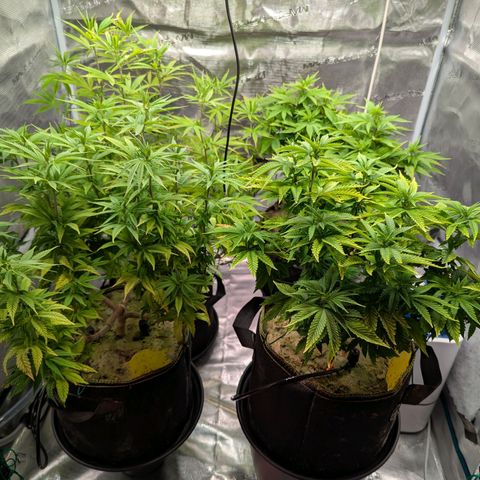 Dance World (RQS) growlog timeline photo
