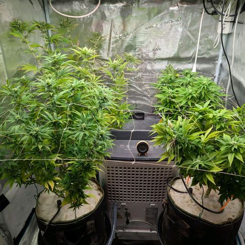Dance World (RQS) growlog timeline photo