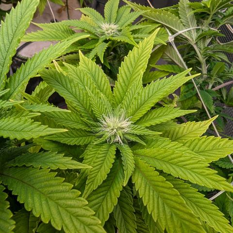 Fruit Spirit (RQS) growlog timeline photo