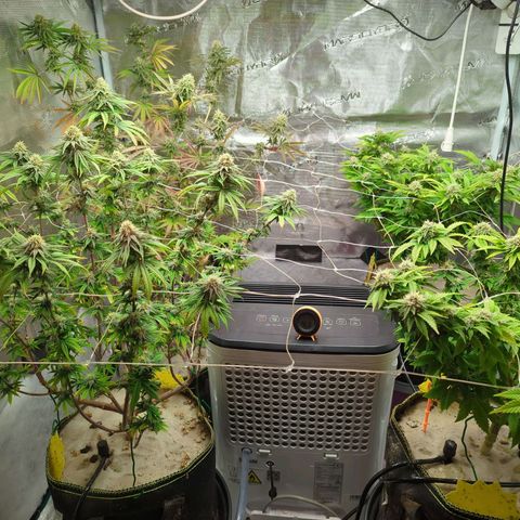 Dance World (RQS) growlog timeline photo