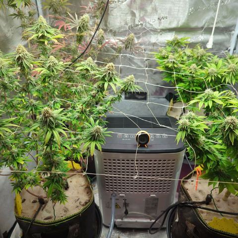 Dance World (RQS) growlog timeline photo