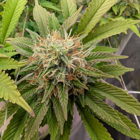 Fruit Spirit (RQS) growlog timeline photo