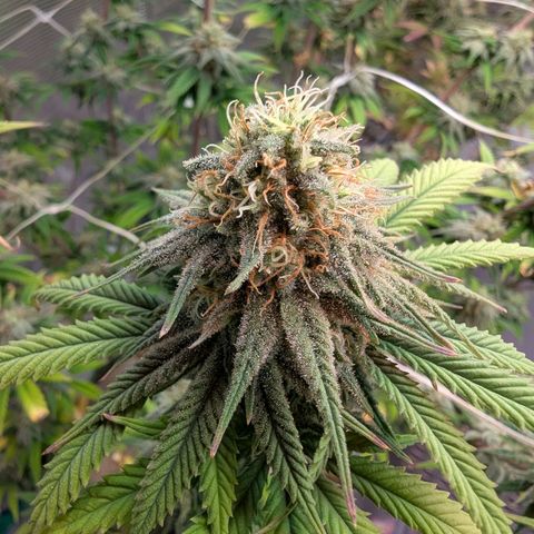 Dance World (RQS) growlog timeline photo