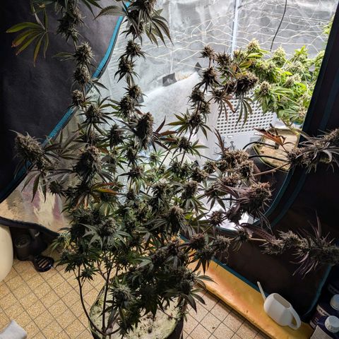 Dance World (RQS) growlog timeline photo