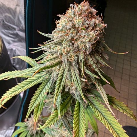 Dance World (RQS) growlog timeline photo