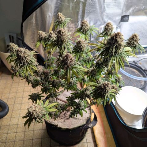 Dance World (RQS) growlog timeline photo
