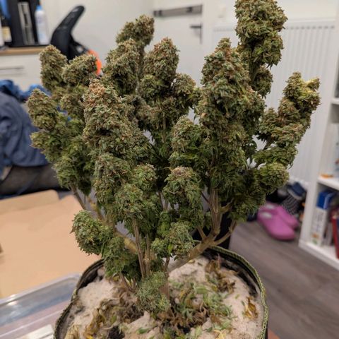 Fruit Spirit (RQS) growlog timeline photo