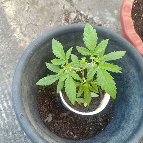 Streudlez growlog photo: ย้ายกระถางและtopping