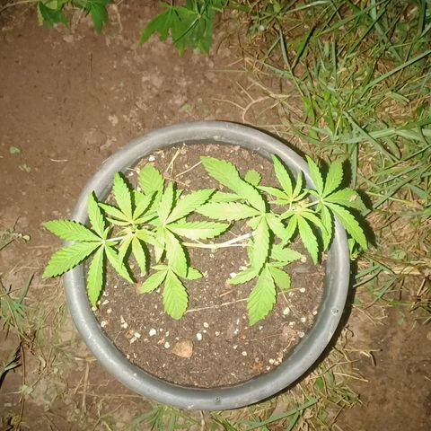 Streudlez growlog timeline photo