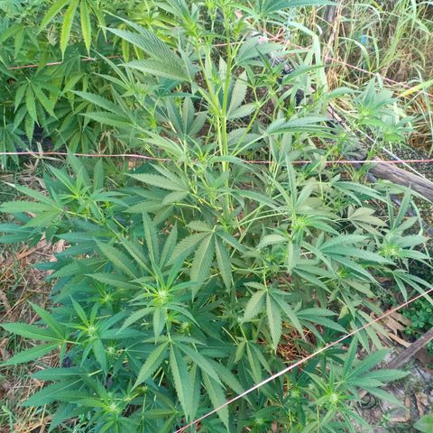 BlueberryHeadband growlog photo: ทำดอกอาทิตย์แรก