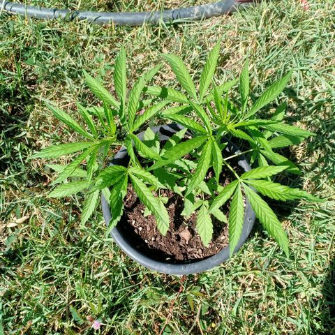 Streudlez growlog timeline photo