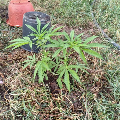 Streudlez growlog photo: ลงดิน