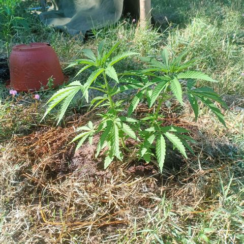 Streudlez growlog photo: น้ำ 16 ลิตรปุ๋ยปลา 80 ML สังเคราะห์แสง 80 ml 