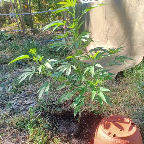 Streudlezลงดิน growlog photo: น้ำ 16 ลิตรปุ๋ยปลา 80 ML สังเคราะห์แสง 80 ml 