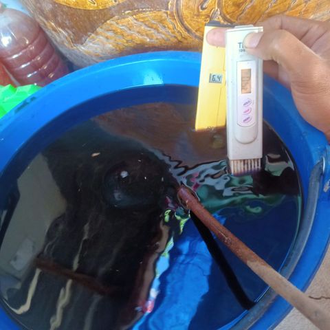 BlueberryHeadband growlog photo: น16lฮิวมิค30ml/808ppm