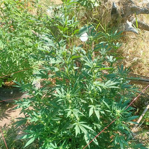 BlueberryHeadband growlog photo: น16lฮิวมิค30ml/808ppm