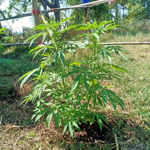 Streudlez growlog photo: ทำใบ/น80l/ป300ml/ส300ml/ใบ30ml