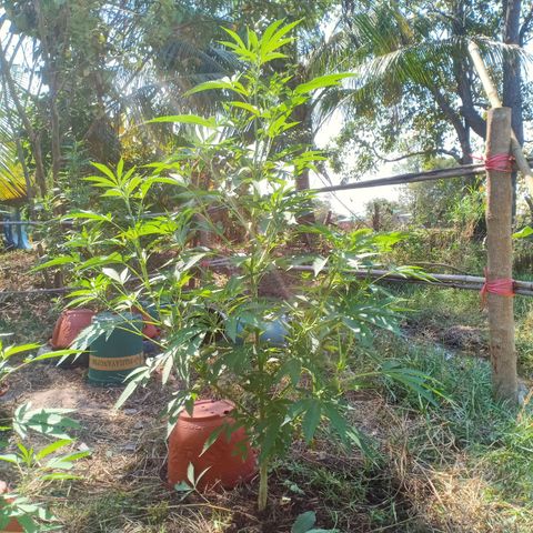 Streudlezลงดิน growlog photo: ใบ/น80l/ป300ml/ส300ml/ใบ30ml