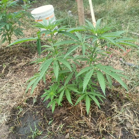Streudlez growlog timeline photo