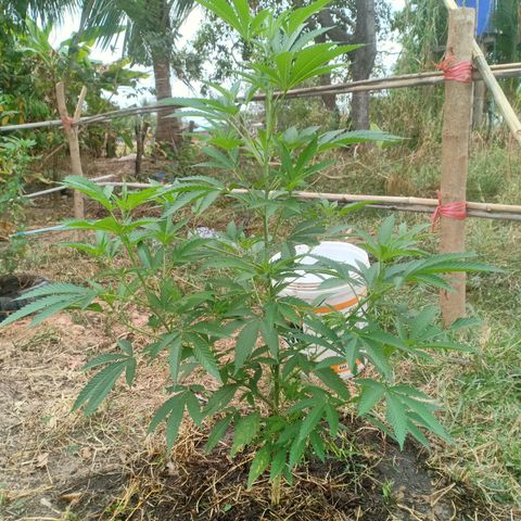 Streudlezลงดิน growlog timeline photo