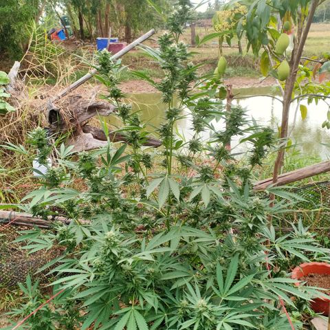 BlueberryHeadband growlog timeline photo
