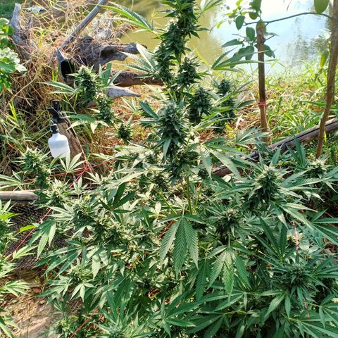 BlueberryHeadband growlog photo: ขี้ไก่1200ppm