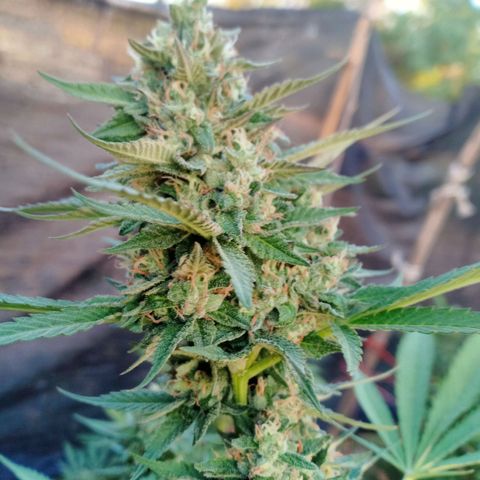 BlueberryHeadband growlog photo: 1600ppmขี้ไก่