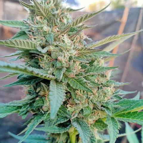 BlueberryHeadband growlog photo: 1600ppmขี้ไก่