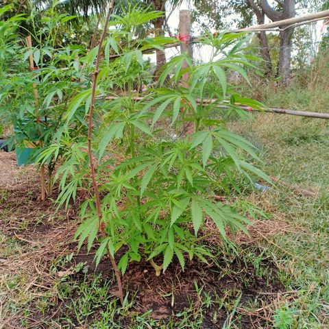 Streudlez growlog timeline photo