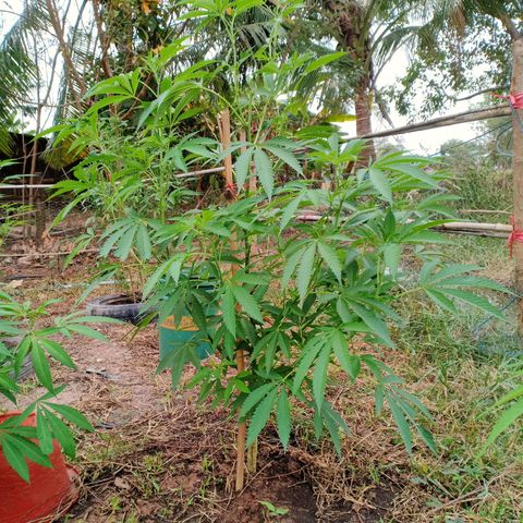 Streudlezลงดิน growlog timeline photo