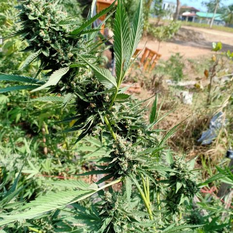 BlueberryHeadband growlog timeline photo