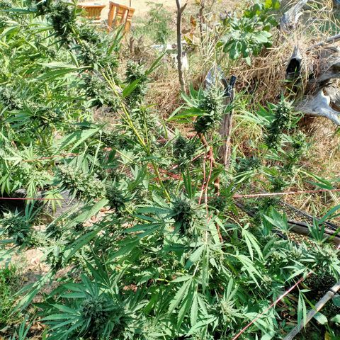 BlueberryHeadband growlog timeline photo