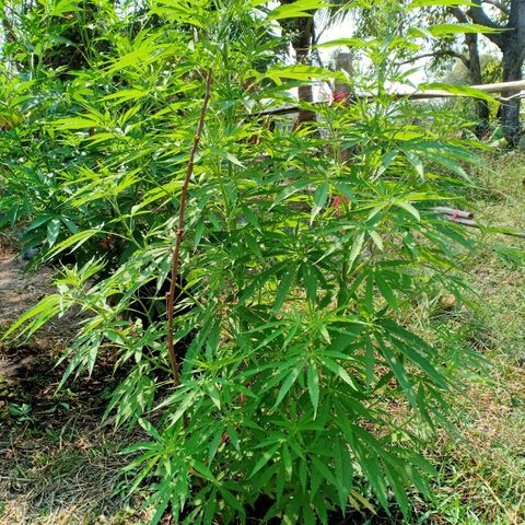 Streudlez growlog timeline photo