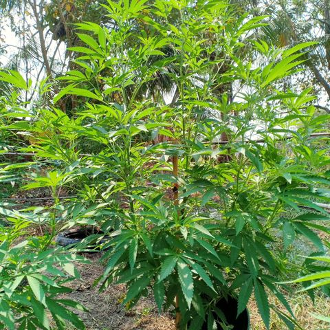 Streudlezลงดิน growlog timeline photo